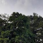 Prakiraan Cuaca Kota Tasikmalaya Hari Ini, Kamis 29 Oktober 2026