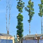 Prakiraan Cuaca Kota Tasikmalaya Hari Ini, Rabu 16 September 2026