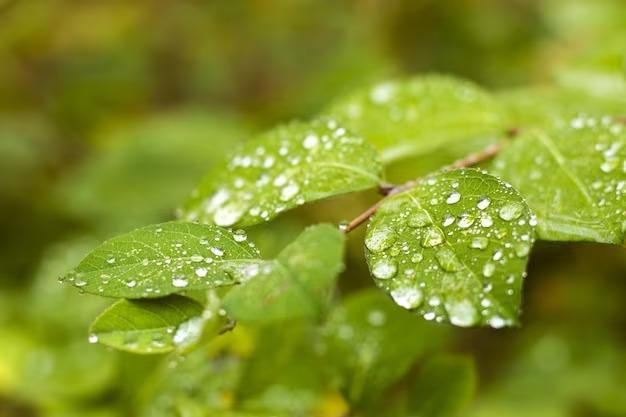 Prakiraan Cuaca Kabupaten Tasikmalaya Hari Ini Rabu 20 November 2024, Suhu Terendah 19 Derajat Celsius