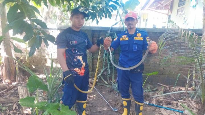 4 Ekor Ular Ditemukan di Halaman Rumah Warga Sukajadi, 2 Berhasil Dievakuasi Petugas Damkar Ciamis