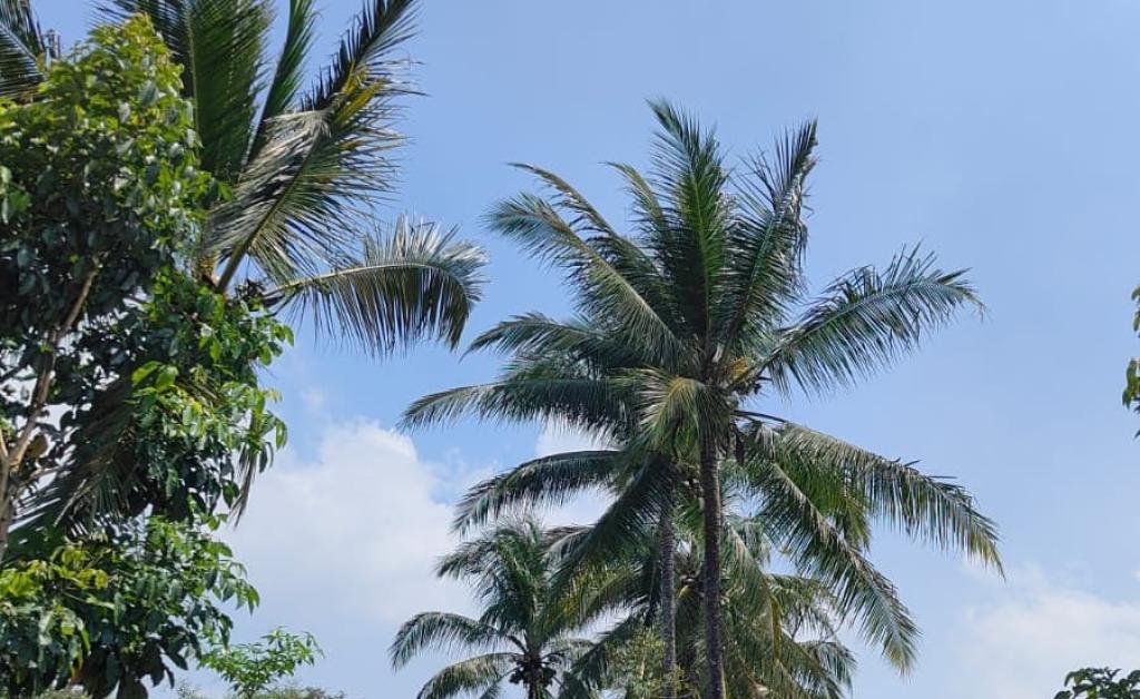 Prakiraan Cuaca Kabupaten Ciamis Hari Ini, Kamis 21 Mei 2026