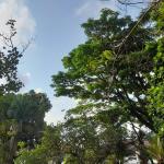 Prakiraan Cuaca Kabupaten Ciamis Hari Ini, Rabu 24 Juni 2026