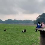 Air Situ Gede Tasikmalaya Surut Akibat Kemarau, Muncul Hamparan Rumput Hijau Jadi Spot Foto yang Diburu Warga