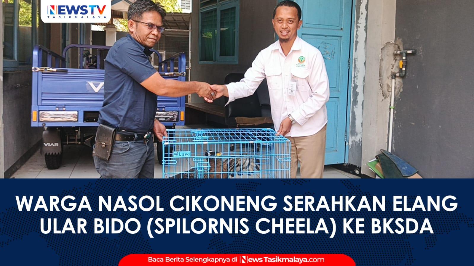 VIDEO: Aksi Penyelamatan Satwa Liar Warga Nasol Cikoneng Serahkan Elang Ular Bido ke BKSDA Ciamis