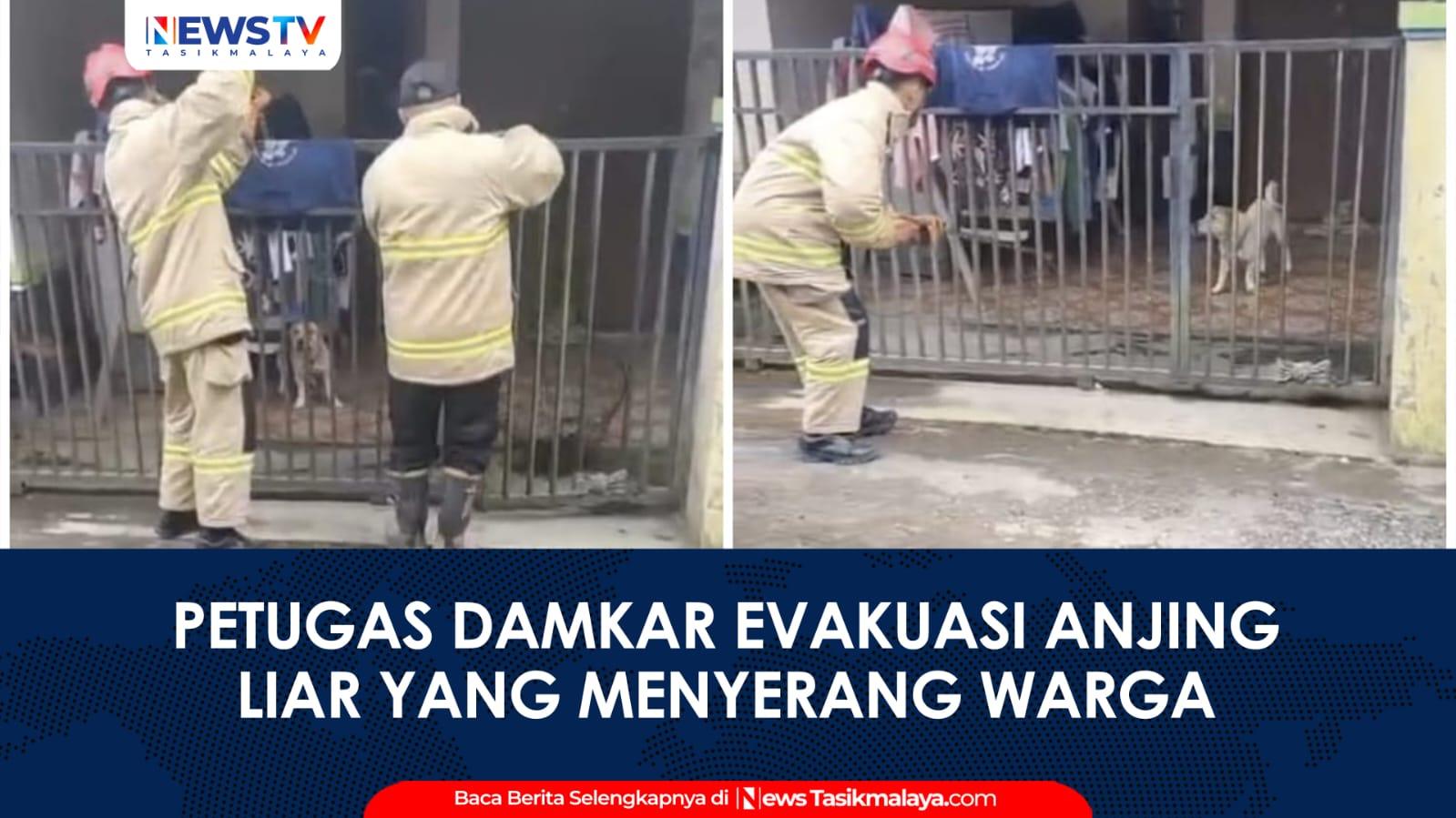 VIDEO: Anjing Liar Serang Warga, Damkar Kota Tasikmalaya Lakukan Evakuasi