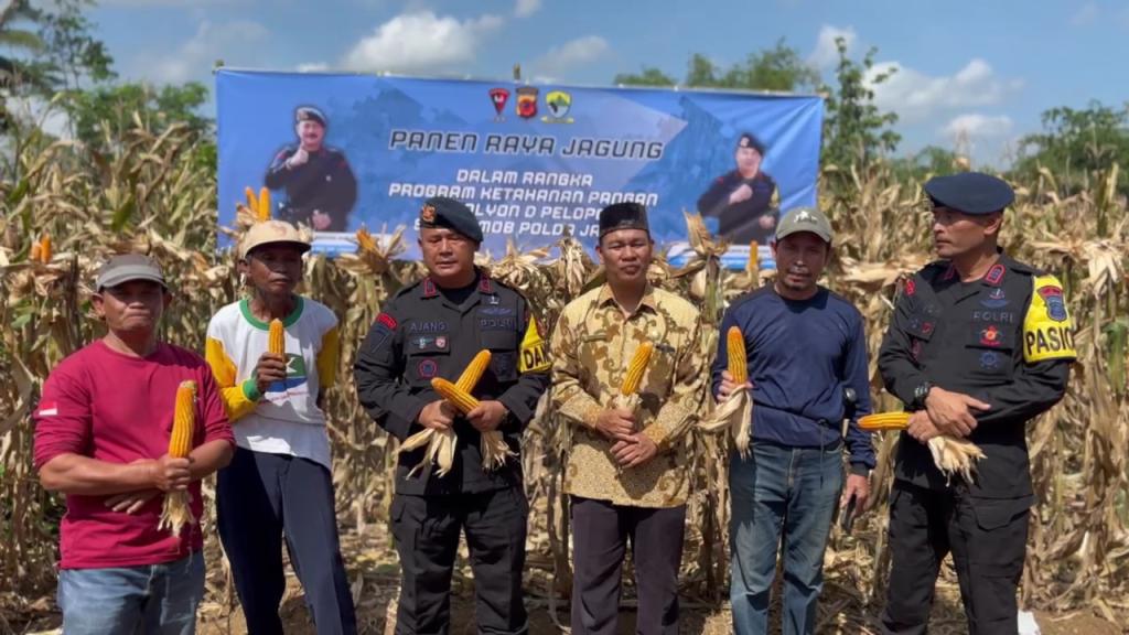 Batalyon D Pelopor Satbrimob Polda Jabar Panen Jagung Bersama Kelompok Tani Duha di Karangnunggal Tasikmalaya