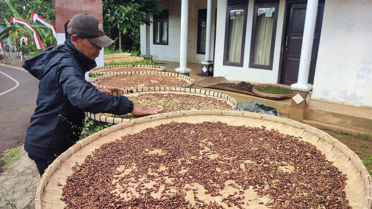 Petani Cengkeh di Ciamis Keluhkan Harga Jual yang Anjlok, Kini Rp60 Ribu per Kg
