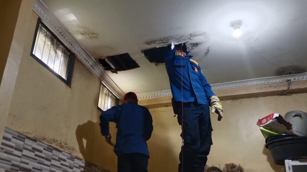 Damkar Ciamis Evakuasi Dua Ekor Biawak dari Plafon Rumah Warga
