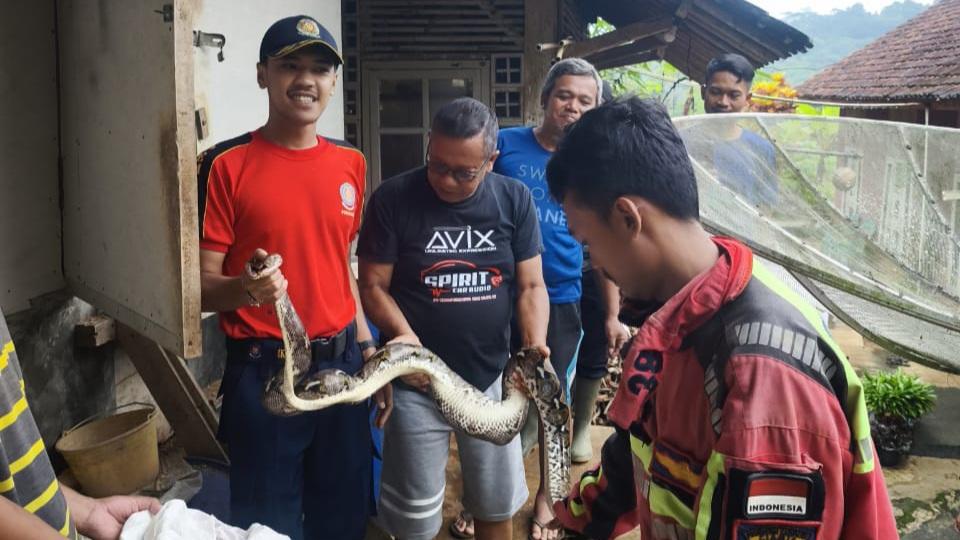 Damkar Ciamis Evakuasi Ular Sanca 2,5 Meter dan Anjing Kampung yang Nyasar