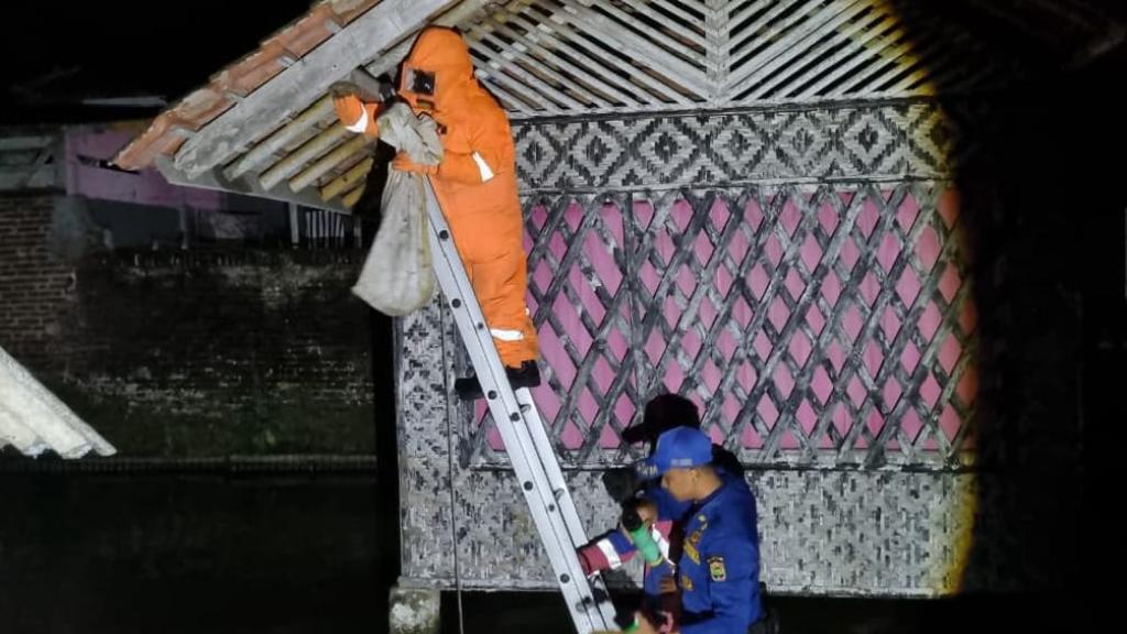 Damkar Kawali Evakuasi Sarang Tawon Vespa di Margamulya Ciamis