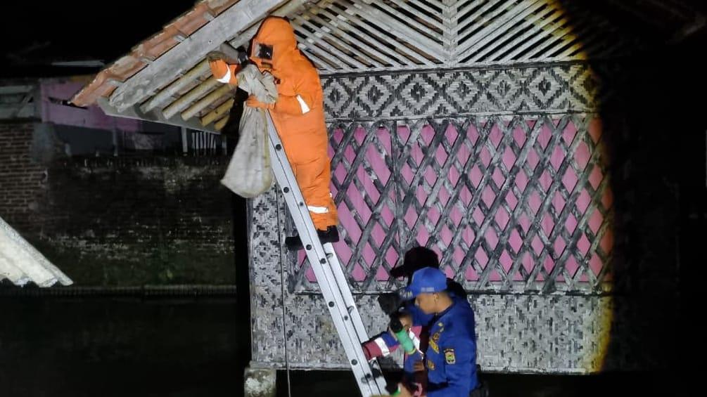 Damkar Kawali Evakuasi Sarang Tawon Vespa di Margamulya Ciamis