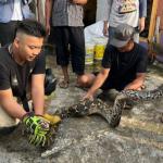 Dedi Mulyadi Lapor Damkar Kota Tasikmalaya Setelah Temukan Ular Sanca Sepanjang 4 Meter