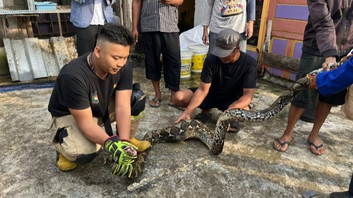 Dedi Mulyadi Lapor Damkar Kota Tasikmalaya Setelah Temukan Ular Sanca Sepanjang 4 Meter