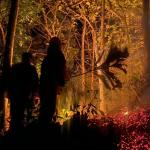 Diduga Akibat Puntung Rokok, Lahan Perhutani 1,5 Hektare di Pamarican Ciamis Terbakar