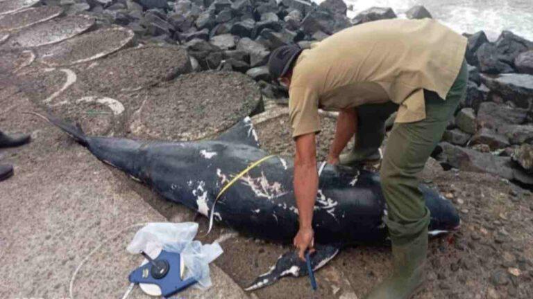 Diduga Akibat Suhu Panas Tinggi, Lumba-lumba Risso Mati Terdampar di Pantai Timur Pangandaran