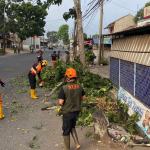 Diduga Tersenggol Truk, Pohon Mahoni di Jalan Ir. H. Juanda Tasikmalaya Tumbang Tutupi Jalan