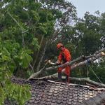 Diterjang Hujan Deras dan Angin Kencang, Pohon Tumbang Timpa Rumah Warga di Tamansari Tasikmalaya