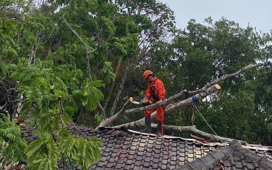 Diterjang Hujan Deras dan Angin Kencang, Pohon Tumbang Timpa Rumah Warga di Tamansari Tasikmalaya