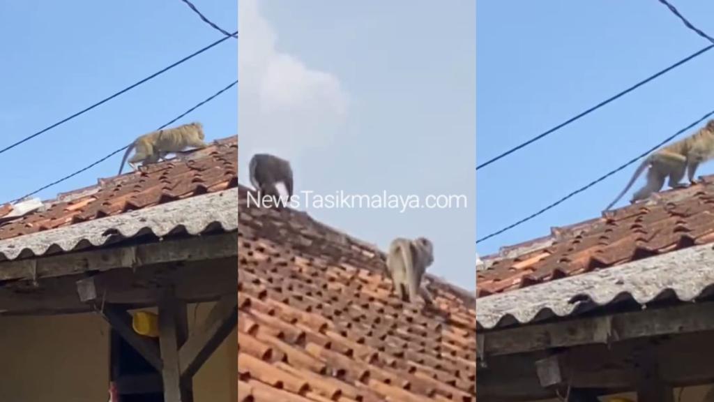 Dua Ekor Monyet Liar Masuk Permukiman, Hebohkan Warga Kampung Pasanggrahan Tasikmalaya