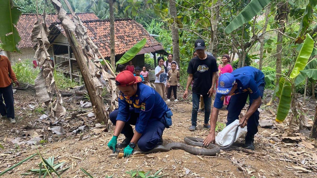 Dua Ekor Ular King Kobra Berhasil Dievakuasi di Ciamis