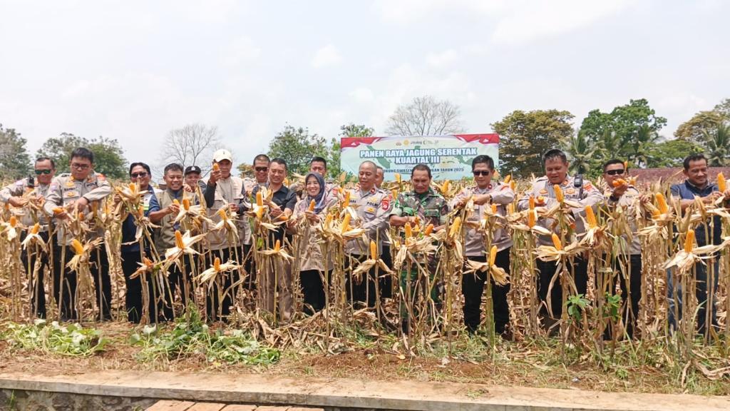 Dukung Ketahanan Pangan, Polres Ciamis bersama Kelompok Tani Mekar Bakti Panen Raya Jagung Kuartal III
