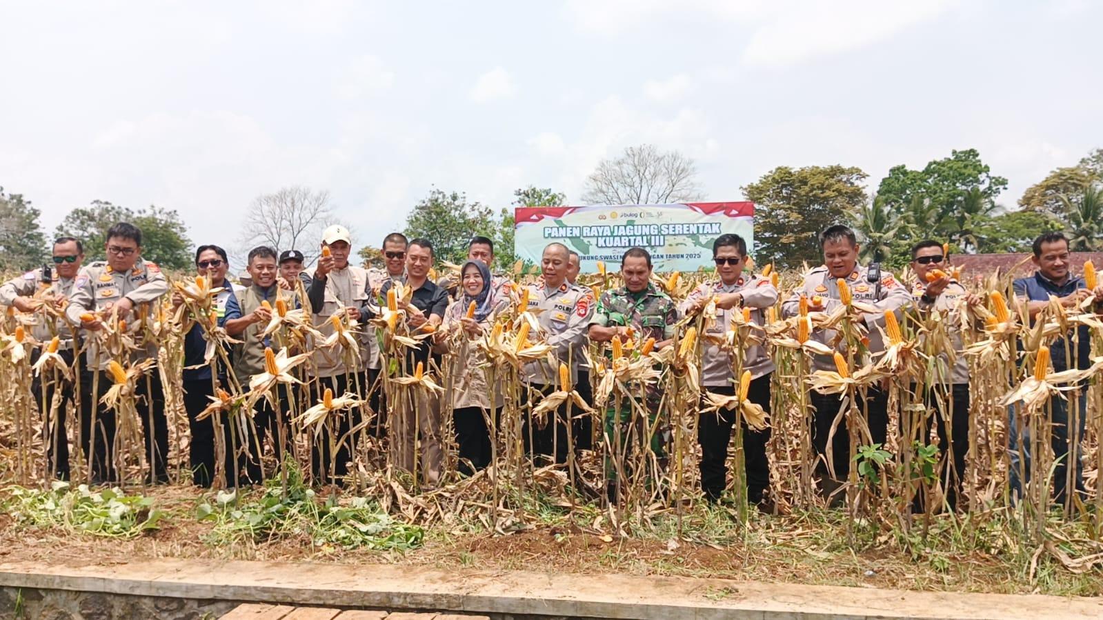 Dukung Ketahanan Pangan, Polres Ciamis bersama Kelompok Tani Mekar Bakti Panen Raya Jagung Kuartal III