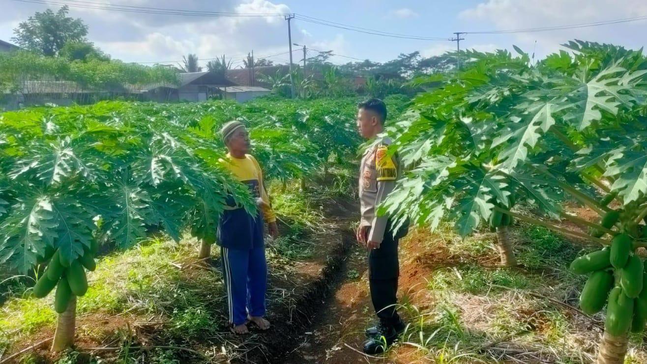 Dukung Ketahanan Pangan, Polsek Cikoneng Ciamis Jalin Sinergi dengan Petani Pepaya California