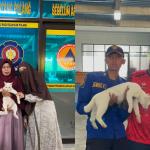Kisah Unik Pagi Hari di Mako Damkar Tasikmalaya: Petugas Evakuasi Kalung Aluminium Tebal yang Bikin Kucing Sesak