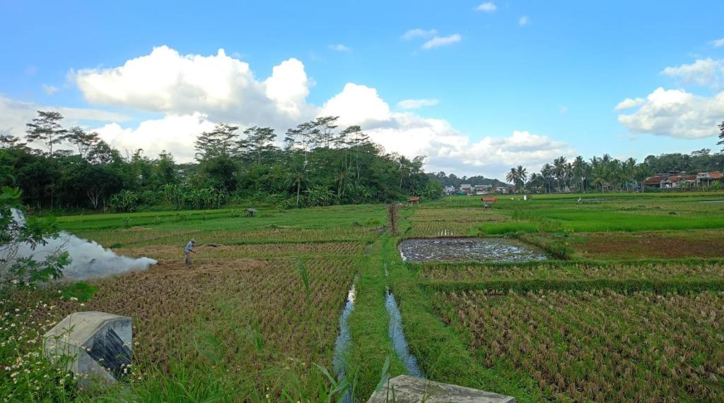 Hadapi Kemarau, DKP3 Kota Tasikmalaya Imbau Petani Beradaptasi dan Ganti Varietas Padi Tahan Kering