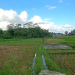 Hadapi Kemarau, DKP3 Kota Tasikmalaya Imbau Petani Beradaptasi dan Ganti Varietas Padi Tahan Kering