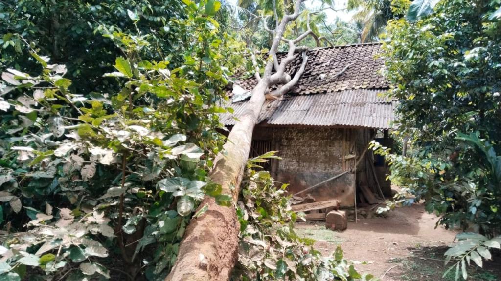 Rumah Warga di Ciamis Tertimpa Pohon Tumbang Akibat Angin Kencang