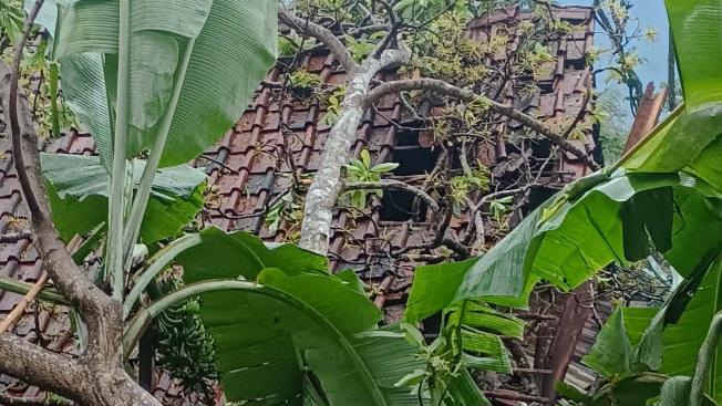 Pohon Tumbang Timpa Rumah di Kadupandak Ciamis