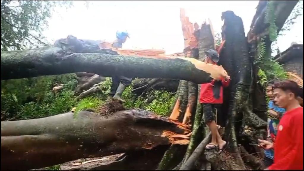 Cuaca Ekstrem Melanda Wilayah Ciawi Tasikmalaya Sebabkan Pohon Tumbang dan Kerugian Materiil