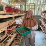 Maggot Ubah Nasib Peternak Puyuh: Inovasi Hijau dari Cikaso yang Menginspirasi
