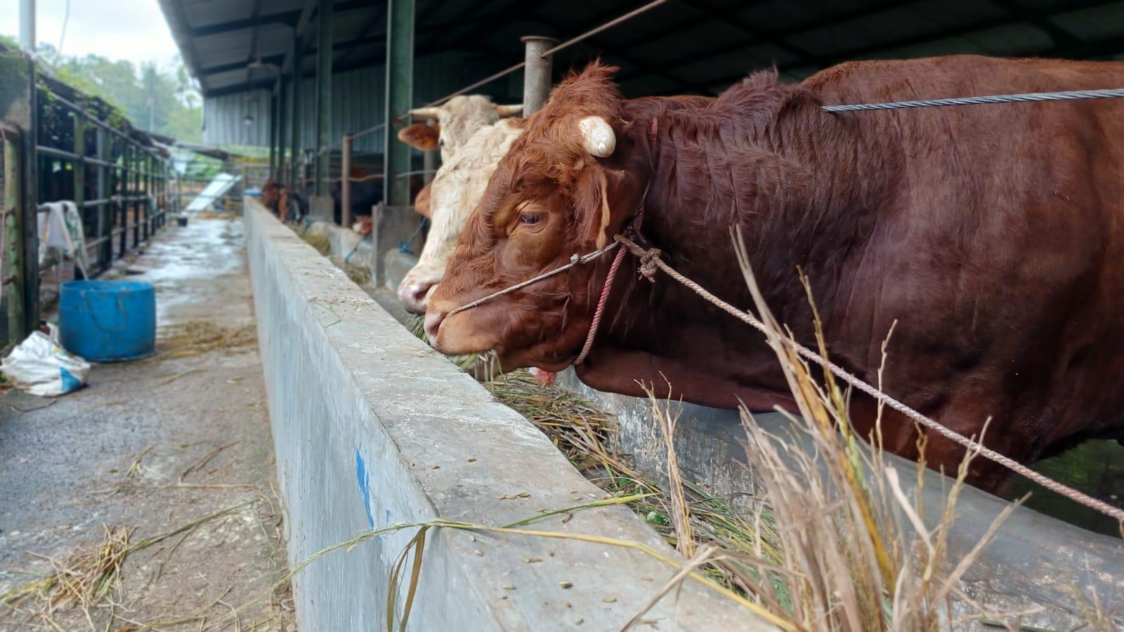 Menyambut Idul Adha, Ini Doa dan Tata Cara Menyembelih Hewan Kurban Sesuai Syariat Islam