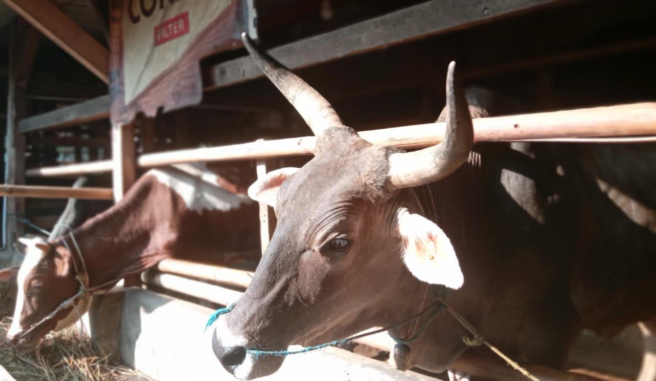 Menjelang Idul Adha, Penjualan Sapi Kurban di Kota Banjar Masih Lesu