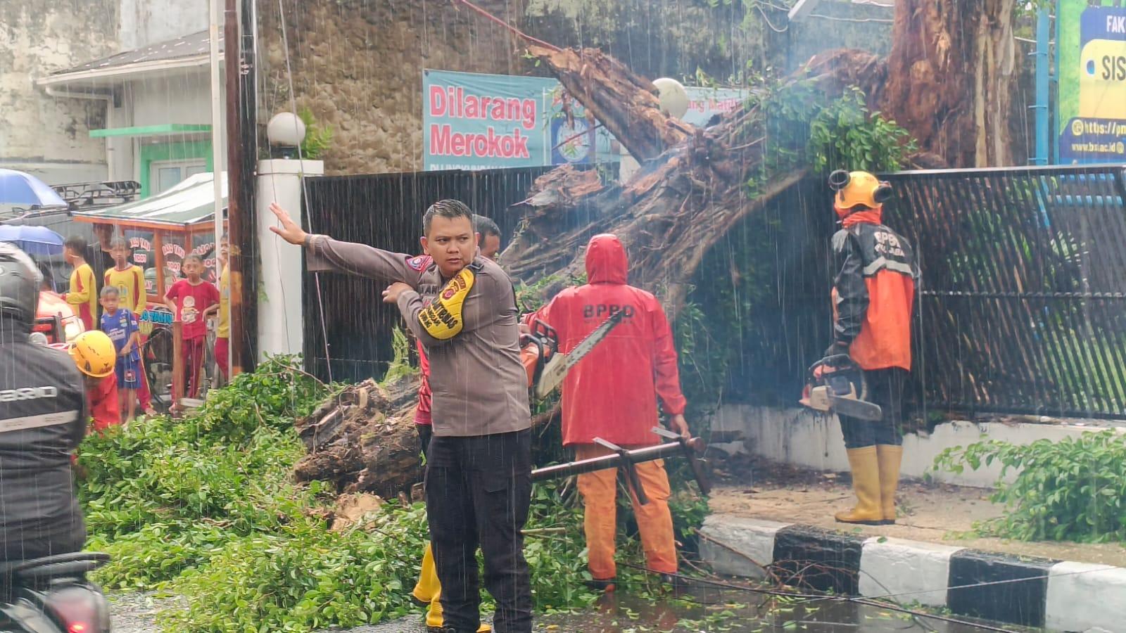 Pohon Beringin Tua Tumbang di Jalan Tanuwijaya Akibat Cuaca Ekstrem, BPBD dan Polisi Sigap Evakuasi
