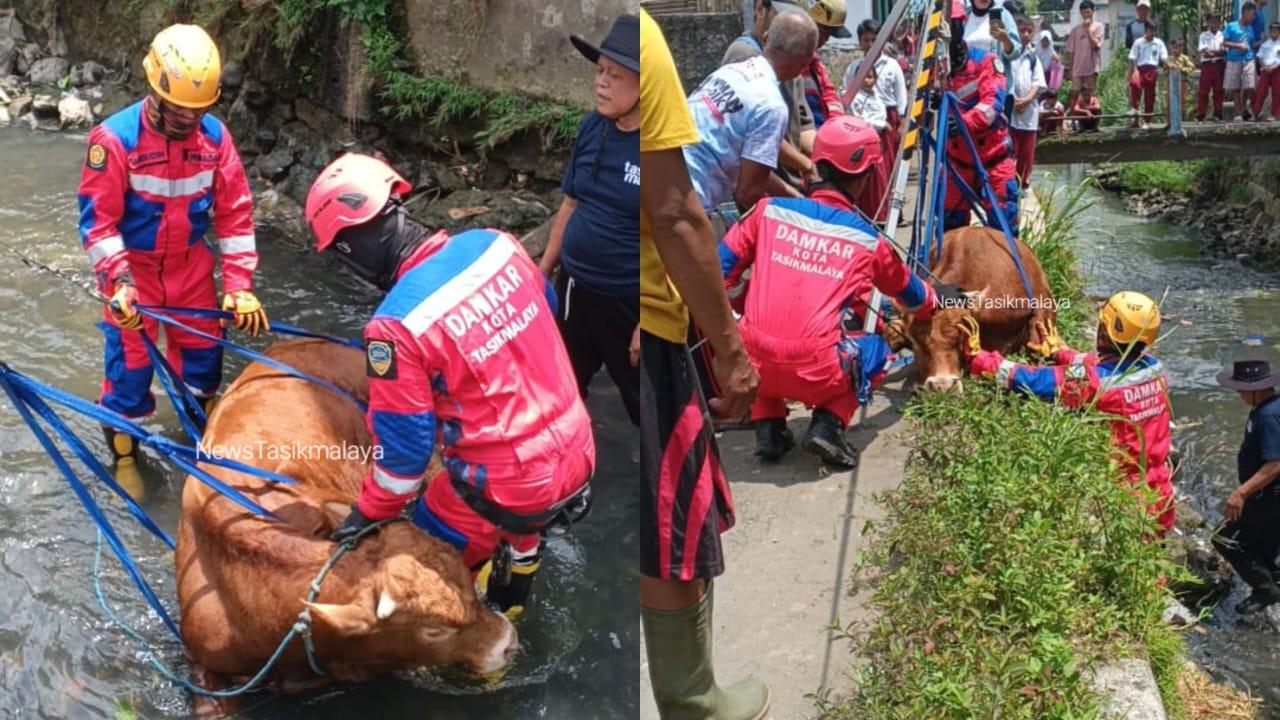 Dramatis! Damkar Kota Tasikmalaya Evakuasi Sapi Limosin yang Kabur dan Terjebak di Sungai saat Akan Ikut Kontes