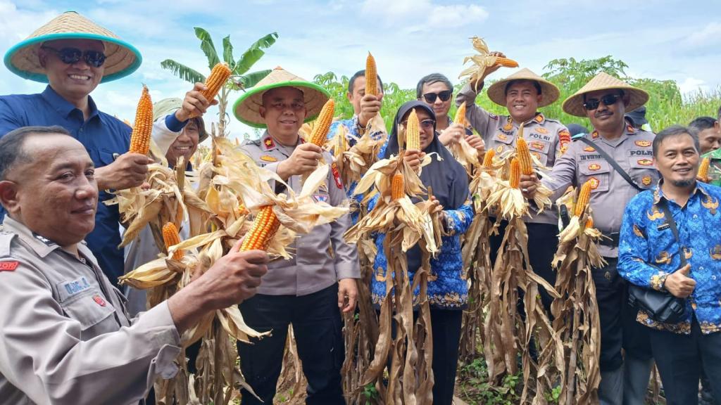 Dukung Swasembada Pangan, Polres Ciamis Bersama Petani Gelar Panen Jagung