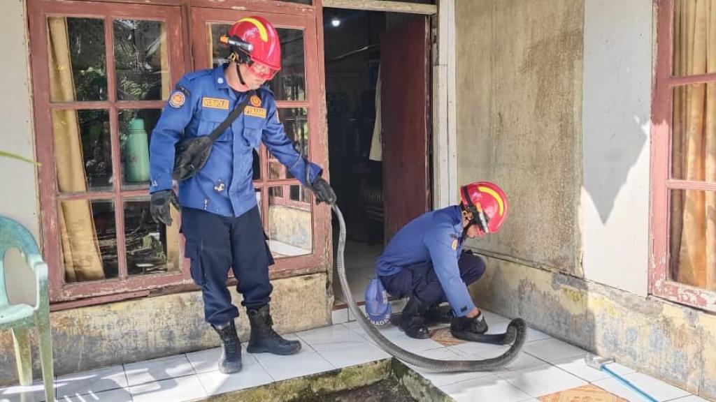 Mengejutkan! King Kobra Tiga Meter Ditemukan di Kamar Tidur Warga Ciamis, Petugas Bergerak Cepat