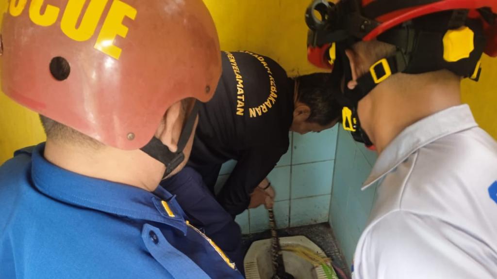 Warga Ciamis Geger! Ular Sanca 1,5 Meter Ditemukan di Kloset Kamar Mandi