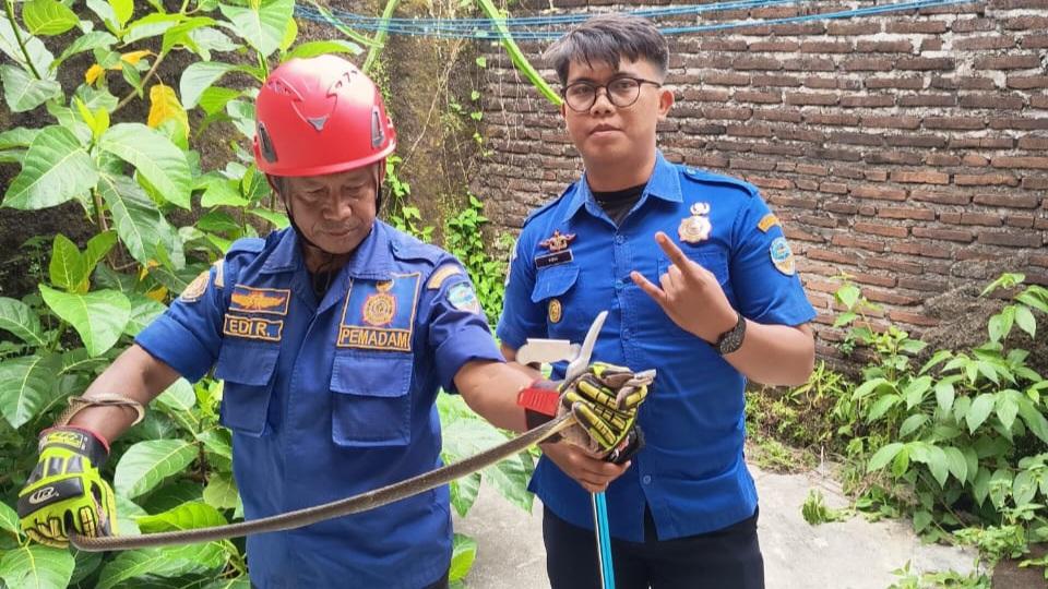 Waspada Saat Bersihkan Gudang, Damkar Kota Tasikmalaya Evakuasi Ular Koros di Cibaregbeg