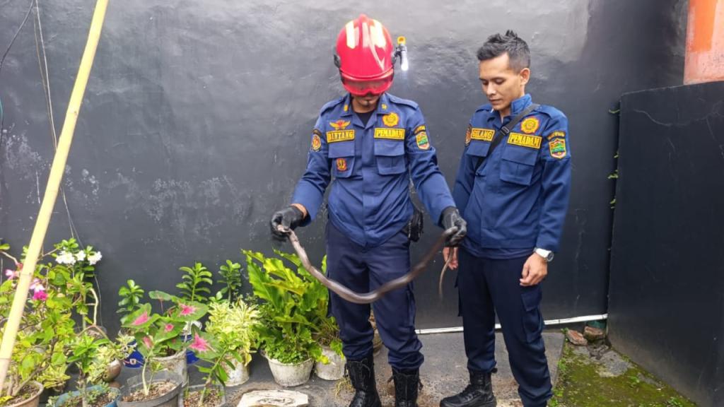 Ular Kobra Jawa Masuk Permukiman Warga di Pamarican Ciamis, Petugas Evakuasi dengan Aman