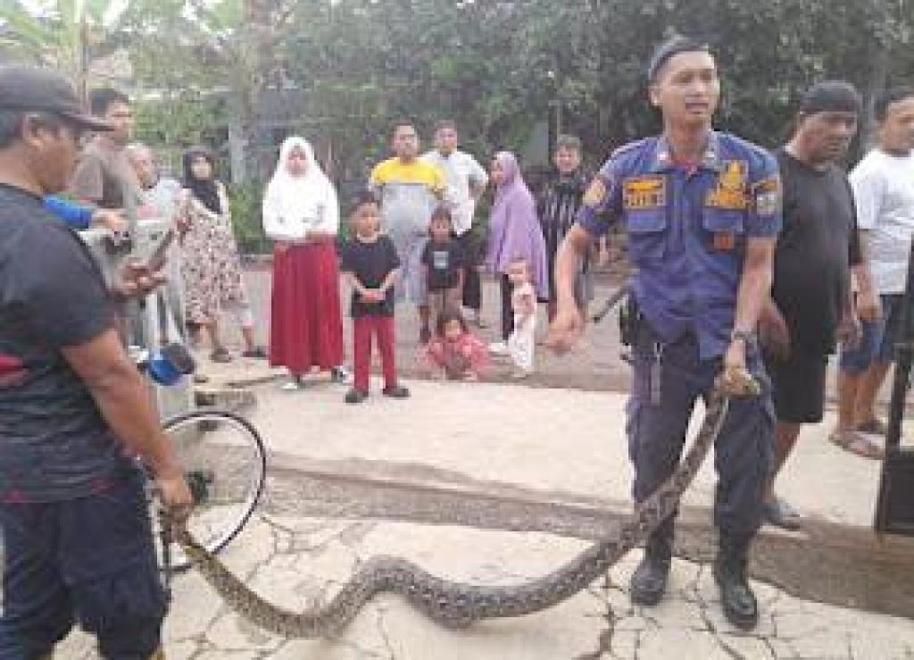 Ular Sanca Panjang 4 Meter Masuk Permukiman di Kota Banjar, Ayam Warga Jadi Mangsa