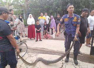 Ular Sanca Panjang 4 Meter Masuk Permukiman di Kota Banjar, Ayam Warga Jadi Mangsa