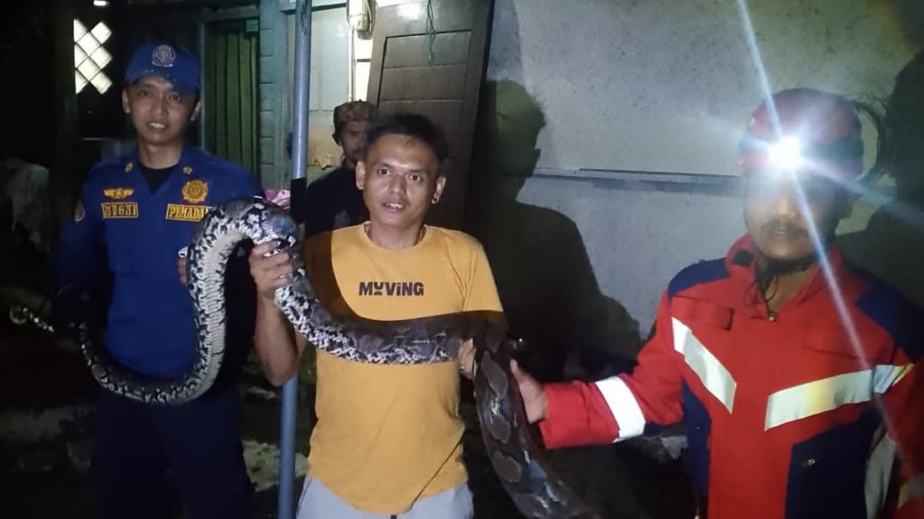 Sembunyi di Plafon Usai Mangsa Ayam, Ular Piton 3 Meter Dievakuasi Damkar dari Rumah Warga Kawali