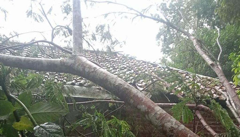 Hujan Deras dan Angin Kencang Terjang Tasikmalaya, Sejumlah Pohon Tumbang Timpa Rumah Warga