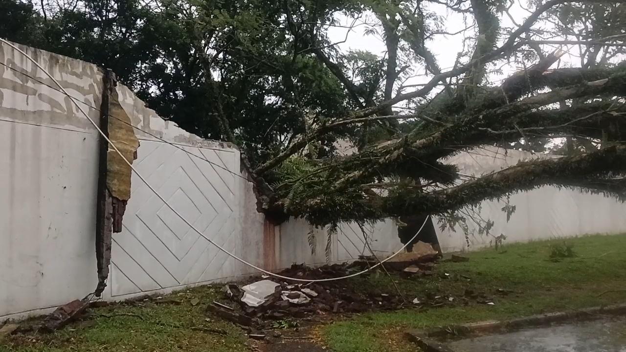 Pohon Tumbang Timpa Tembok Stadion Wiradadaha, Kadisporabudpar Minta Segera Diperbaiki
