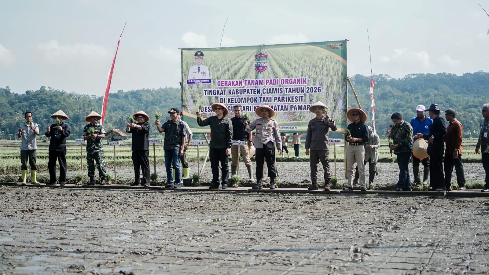Dorong Pertanian Sehat, Bupati Ciamis Luncurkan Gerakan Tanam Padi Organik di Pamarican