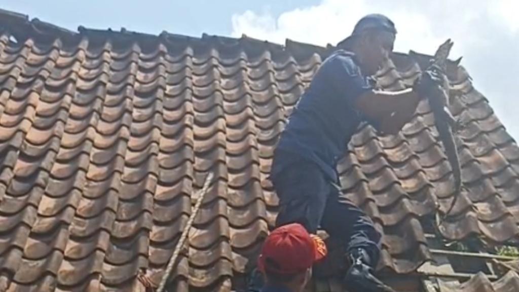 Masuk ke Atap Rumah Makan Dapur Ambu, Petugas Damkar Ciamis Berhasil Evakuasi Biawak